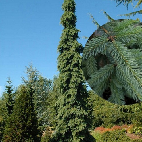 Picea glauca 'Pendula' - Kanada kuusk 'Pendula' C2/2L